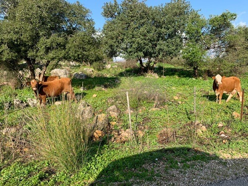טיולי קלאב קאר נחל כזיב
